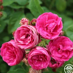 Heirloom Roses Kendyl Marie