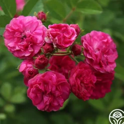 Heirloom Roses Kendyl Marie