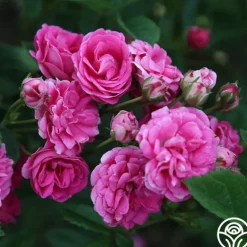 Heirloom Roses Kendyl Marie