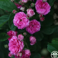 Heirloom Roses Kendyl Marie