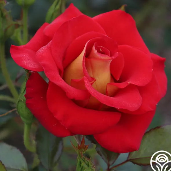 Heirloom Roses Ketchup & Mustard™ Clearance