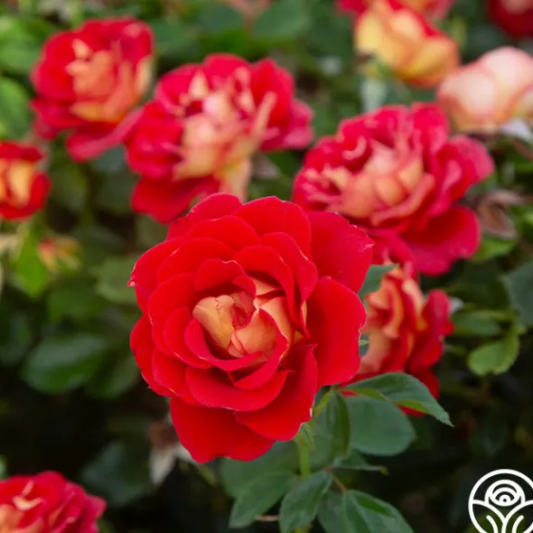 Heirloom Roses Ketchup & Mustard™ Clearance