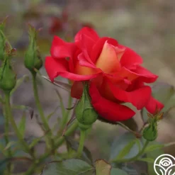 Heirloom Roses Ketchup & Mustard™ Clearance