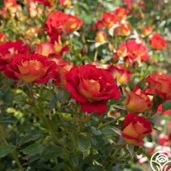 Heirloom Roses Ketchup & Mustard™ Clearance