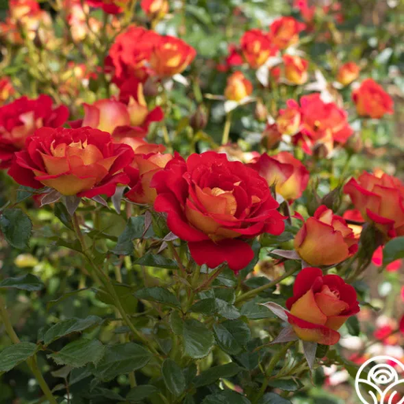 Heirloom Roses Ketchup & Mustard™ Clearance