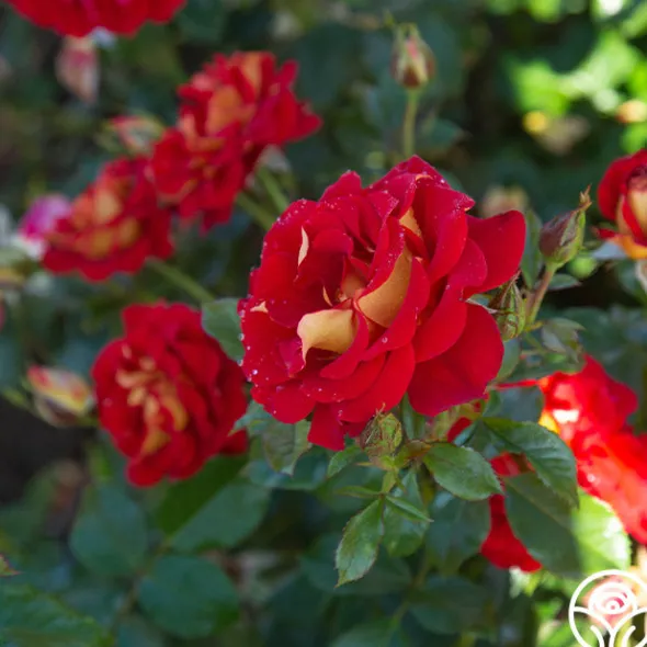Heirloom Roses Ketchup & Mustard™ Clearance