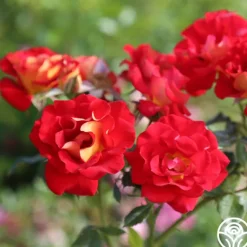 Heirloom Roses Ketchup & Mustard™ Clearance