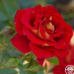 Heirloom Roses Ketchup & Mustard™ Clearance