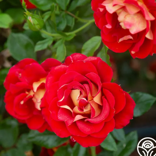 Heirloom Roses Ketchup & Mustard™ Clearance