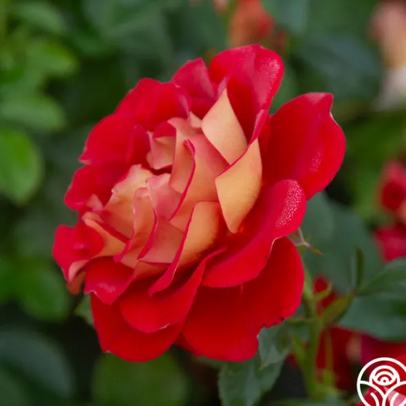 Heirloom Roses Ketchup & Mustard™ Clearance
