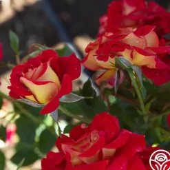 Heirloom Roses Ketchup & Mustard™ Clearance