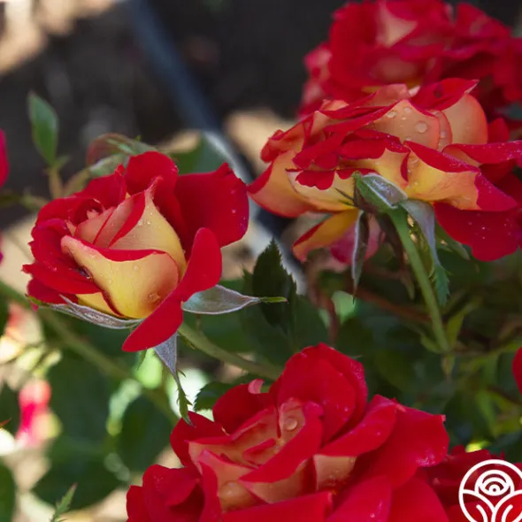 Heirloom Roses Ketchup & Mustard™ Clearance