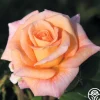 Heirloom Roses King's Macc™ Online