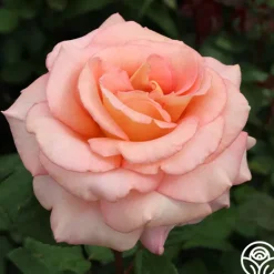 Heirloom Roses King's Macc™ Online