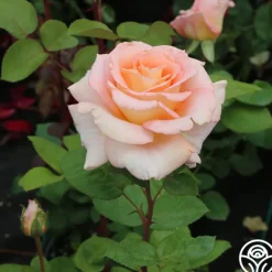 Heirloom Roses King's Macc™ Online