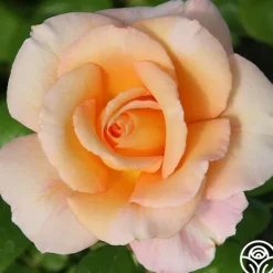Heirloom Roses King's Macc™ Online