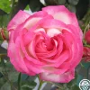 Heirloom Roses Kiss Of Desire