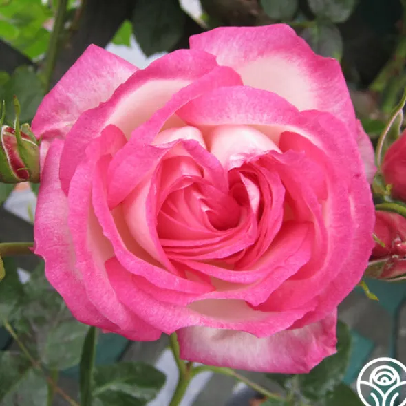 Heirloom Roses Kiss Of Desire