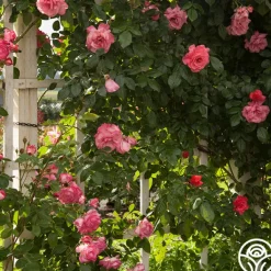 Heirloom Roses Kiss Of Desire