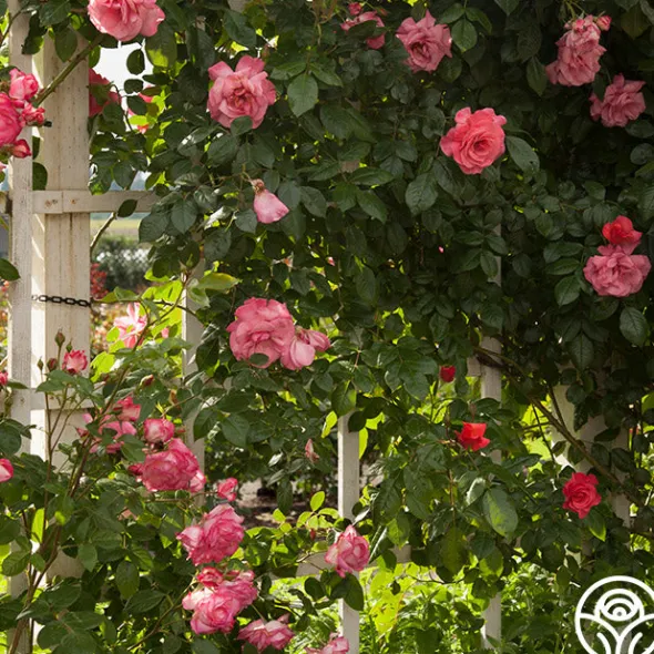 Heirloom Roses Kiss Of Desire