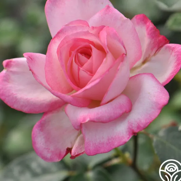 Heirloom Roses Kiss Of Desire