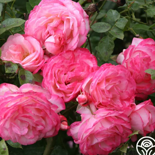 Heirloom Roses Kiss Of Desire