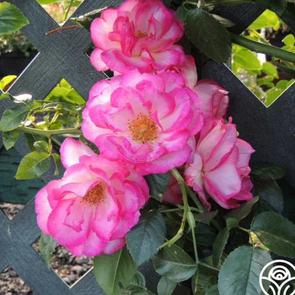 Heirloom Roses Kiss Of Desire