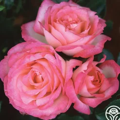 Heirloom Roses Kiss Of Desire