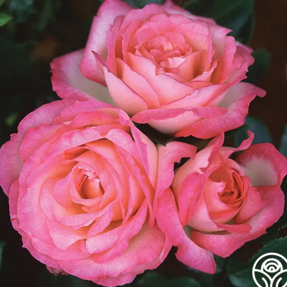 Heirloom Roses Kiss Of Desire