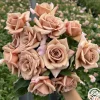 Heirloom Roses Koko Loko™ Best