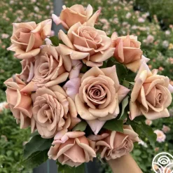 Heirloom Roses Koko Loko™ Best