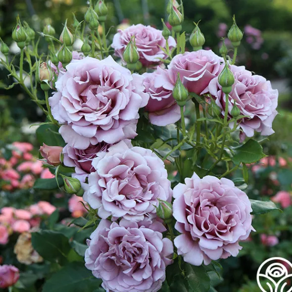 Heirloom Roses Koko Loko™ Best