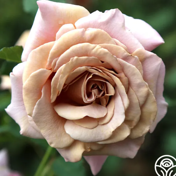 Heirloom Roses Koko Loko™ Best