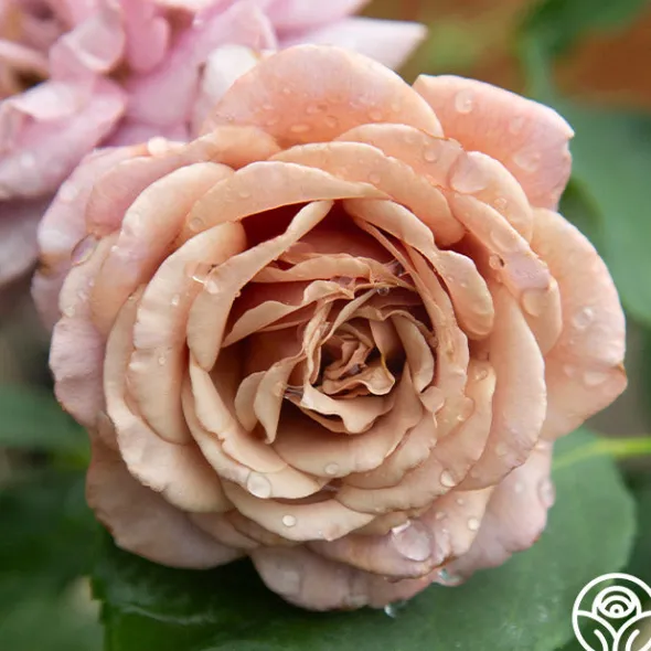 Heirloom Roses Koko Loko™ Best