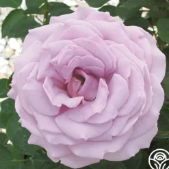 Heirloom Roses Koko Loko™ Best
