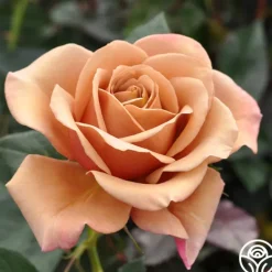 Heirloom Roses Koko Loko™ Best