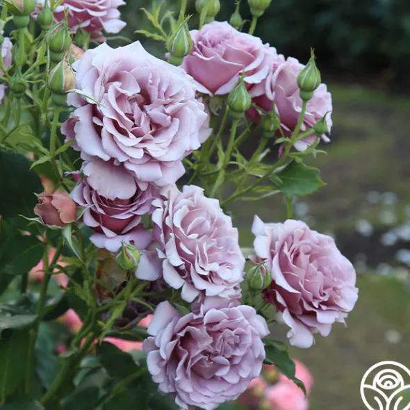 Heirloom Roses Koko Loko™ Best
