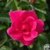 Heirloom Roses Kolorscape® Flamingo Discount