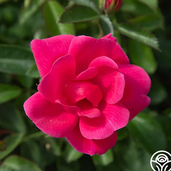 Heirloom Roses Kolorscape® Flamingo Discount