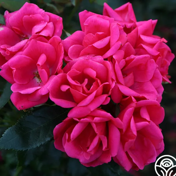 Heirloom Roses Kolorscape® Flamingo Discount