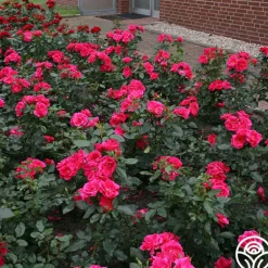 Heirloom Roses Kolorscape® Flamingo Discount