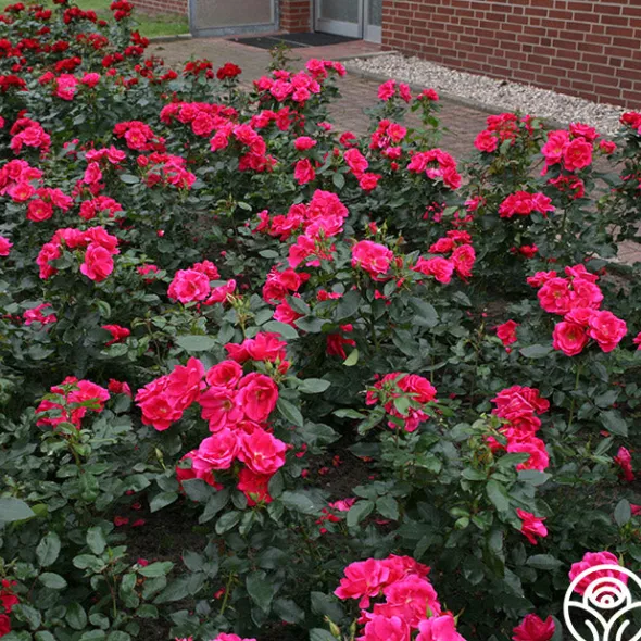 Heirloom Roses Kolorscape® Flamingo Discount
