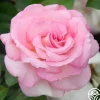 Heirloom Roses La Fleurette New
