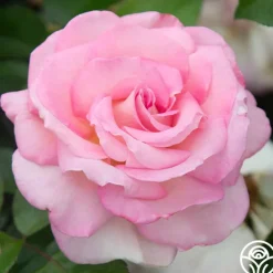Heirloom Roses La Fleurette New