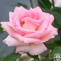 Heirloom Roses La Fleurette New