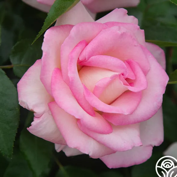 Heirloom Roses La Fleurette New
