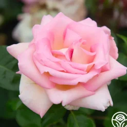 Heirloom Roses La Fleurette New