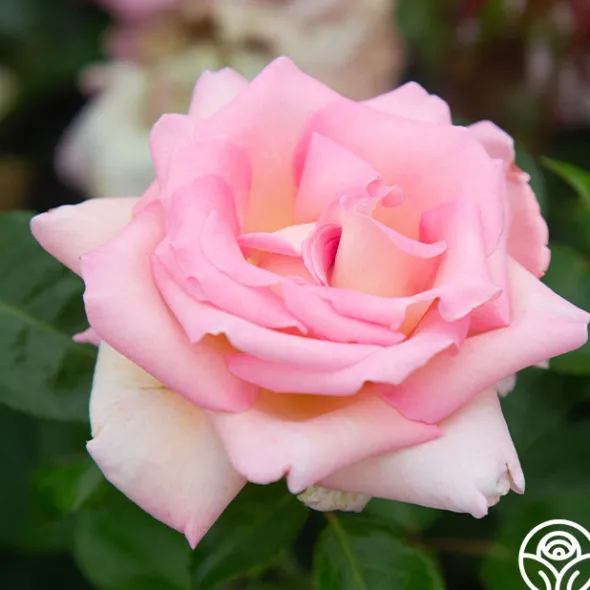 Heirloom Roses La Fleurette New