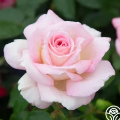 Heirloom Roses La Fleurette New
