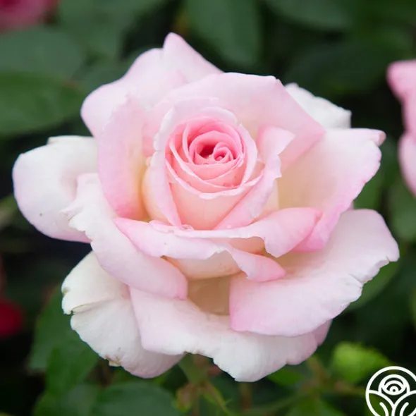 Heirloom Roses La Fleurette New